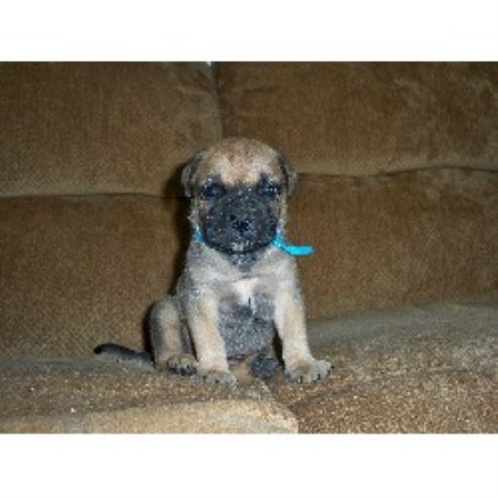 Bullmastiff in Michigan picture 2