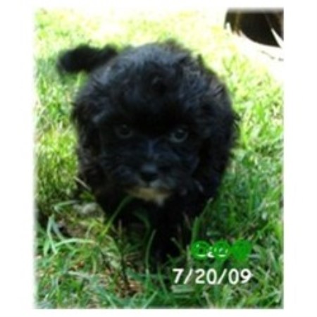 shih tzu rescue missouri shih tzu puppies and dogs for sale and adoption in missouri breeds picture shih tzu rescue missouri shih tzu puppies and dogs for sale and adoption in missouri breeds picture