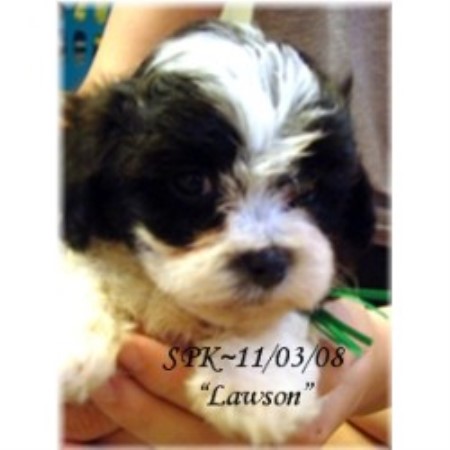 yorkie poo puppies portland oregon shih tzus for sale in all states all shih tzu breeders more shih tzu yorkie poo puppies portland oregon shih tzus for sale in all states all shih tzu breeders more shih tzu
