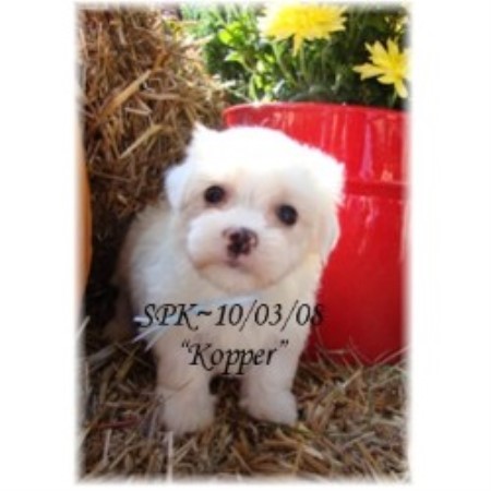 Maltese breeder in Cassville Missouri