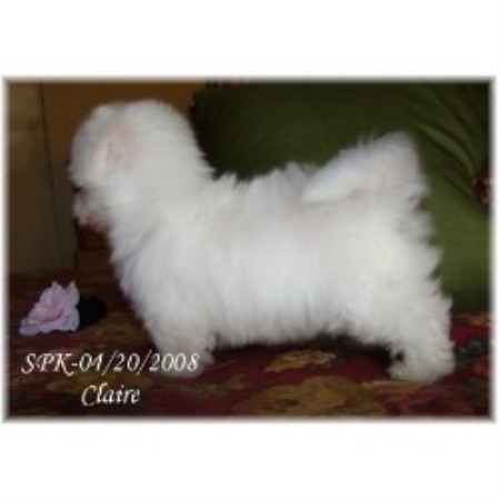 Maltese in Missouri picture 2