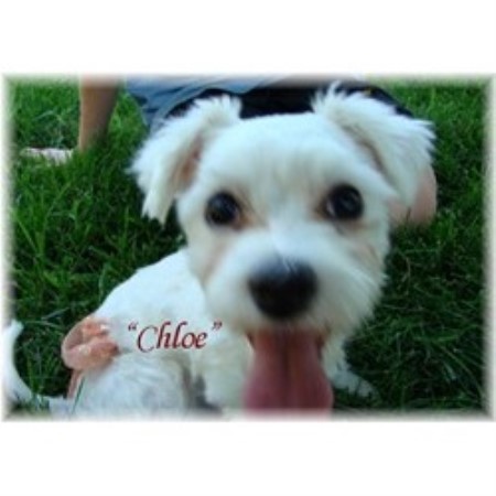 Maltese breeder in Missouri picture 2
