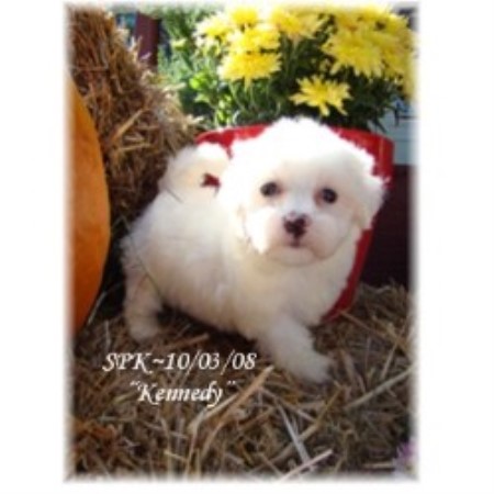 Maltese Breeder in Cassville, Missouri