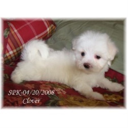 Maltese in Missouri