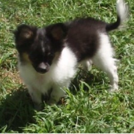 Chihuahua breeder in Kansas picture 2