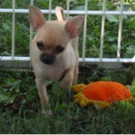 Chihuahua Breeder in Sabetha, Kansas