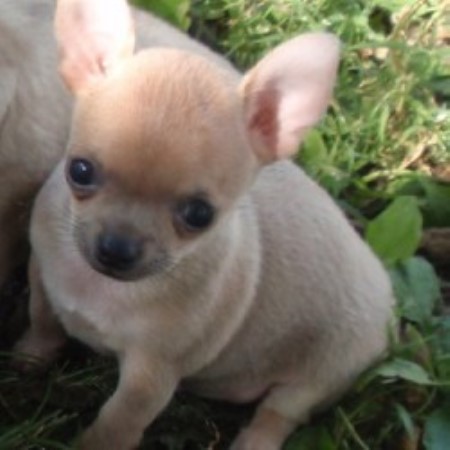 Chihuahua in Kansas