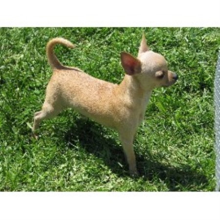 Chihuahua in Kansas picture 2