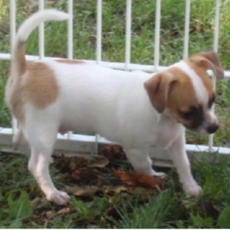 Chihuahua breeder in Sabetha Kansas