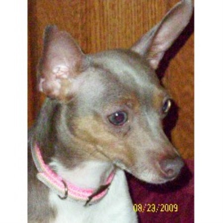 Rat Terrier breeder in Colorado picture 2