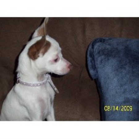 Rat Terrier breeder in Colorado Springs Colorado