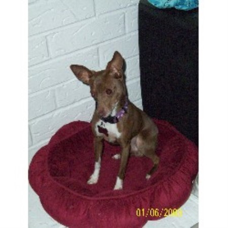 Rat Terrier in Colorado picture 2