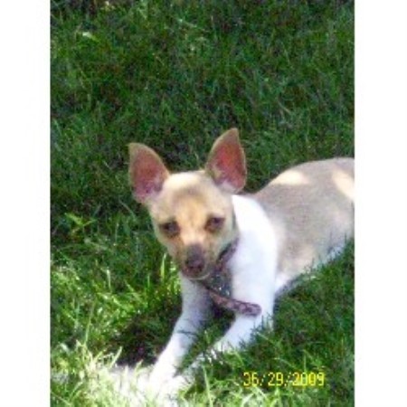 Rat Terrier Breeder in Colorado Springs, Colorado