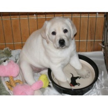lab puppies for sale in maryland labrador retriever puppies for sale maryland md design bild lab puppies for sale in maryland labrador retriever puppies for sale maryland md design bild