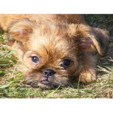 Brussels Griffon in Michigan picture 2