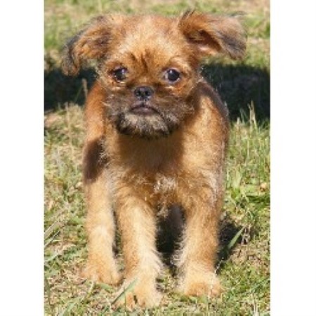Brussels Griffon breeder in Linden Michigan