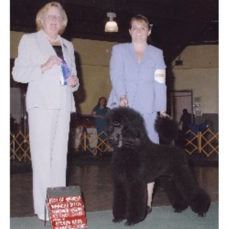 Poodle Standard Breeder in Tenmile, Oregon