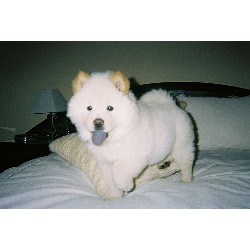 Chow Chow Breeder in Royse City, Texas