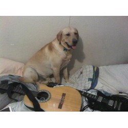 Labrador Retriever Stud in Houston, Texas