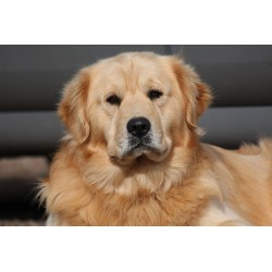 Golden Retriever breeder in Virginia picture 2