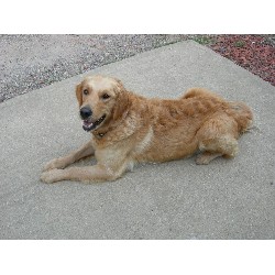 Golden Retriever breeder in Virginia