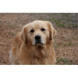 Golden Retriever in Virginia