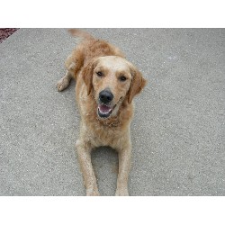 Golden Retriever breeder in Martinsville Virginia