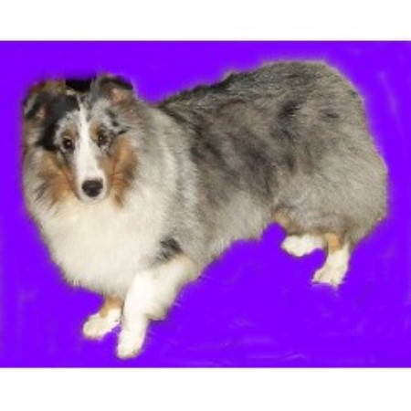 Shetland Sheepdog breeder in Port Byron New York