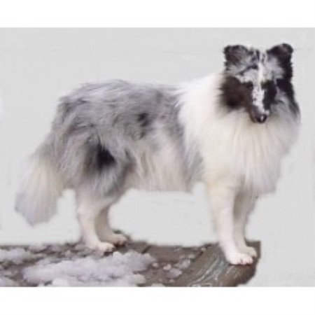 Shetland Sheepdog Breeder in Port Byron, New York