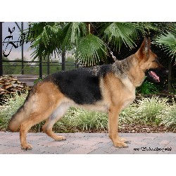 German Shepherd Dog breeder in Poplar Bluff Missouri