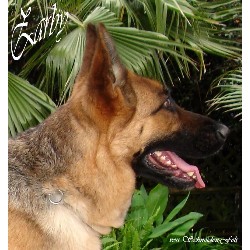 GSD,Alsatian breeder in Missouri picture 2