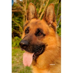 GSD,Alsatian in Missouri