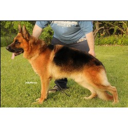 German Shepherd Dog Stud in Poplar Bluff, Missouri