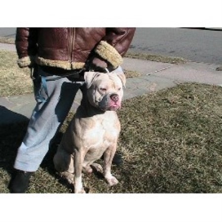American Bulldog breeder in Paterson New Jersey