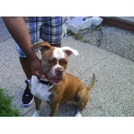 American Bulldog in New Jersey