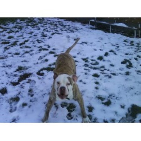 American Bulldog breeder in New Jersey picture 2