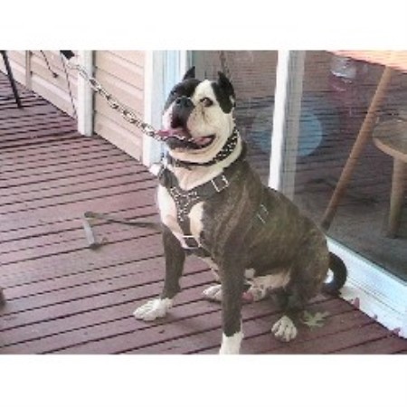 American Bulldog breeder in New Jersey