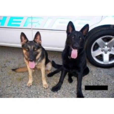 GSD,Alsatian breeder in North Carolina picture 2