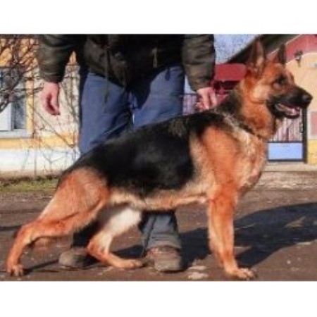 GSD,Alsatian in North Carolina picture 2