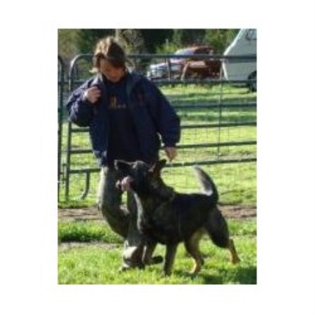 German Shepherd Dog breeder in Reidsville North Carolina