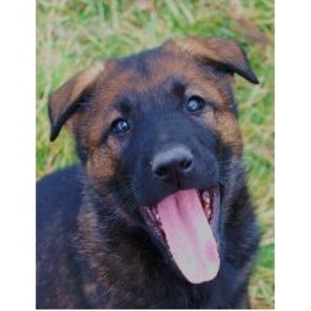 GSD,Alsatian in North Carolina