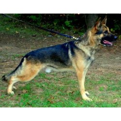 German Shepherd Dog Stud in Reidville, North Carolina