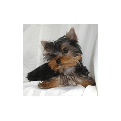 Yorkie in Texas picture 2