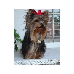 Yorkie in Texas