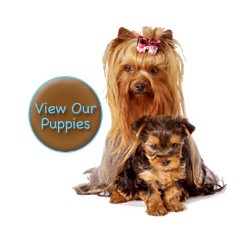 Yorkshire Terrier Breeder in Mauriceville, Texas