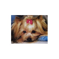 Yorkshire Terrier breeder in Mauriceville Texas