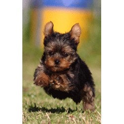 Yorkie breeder in Texas picture 2