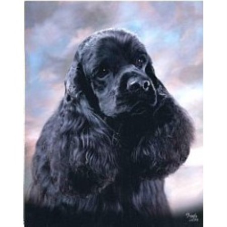 American Cocker Spaniel Breeder in Olalla, Washington