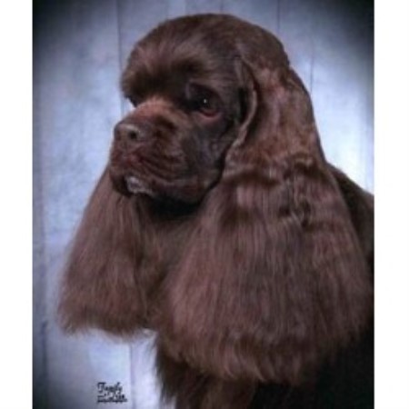 new york state cocker spaniels i fuck tina naked