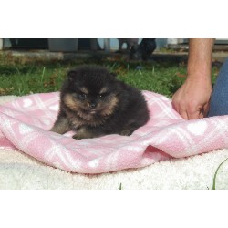 Pomeranian Breeder in Evansville, Indiana